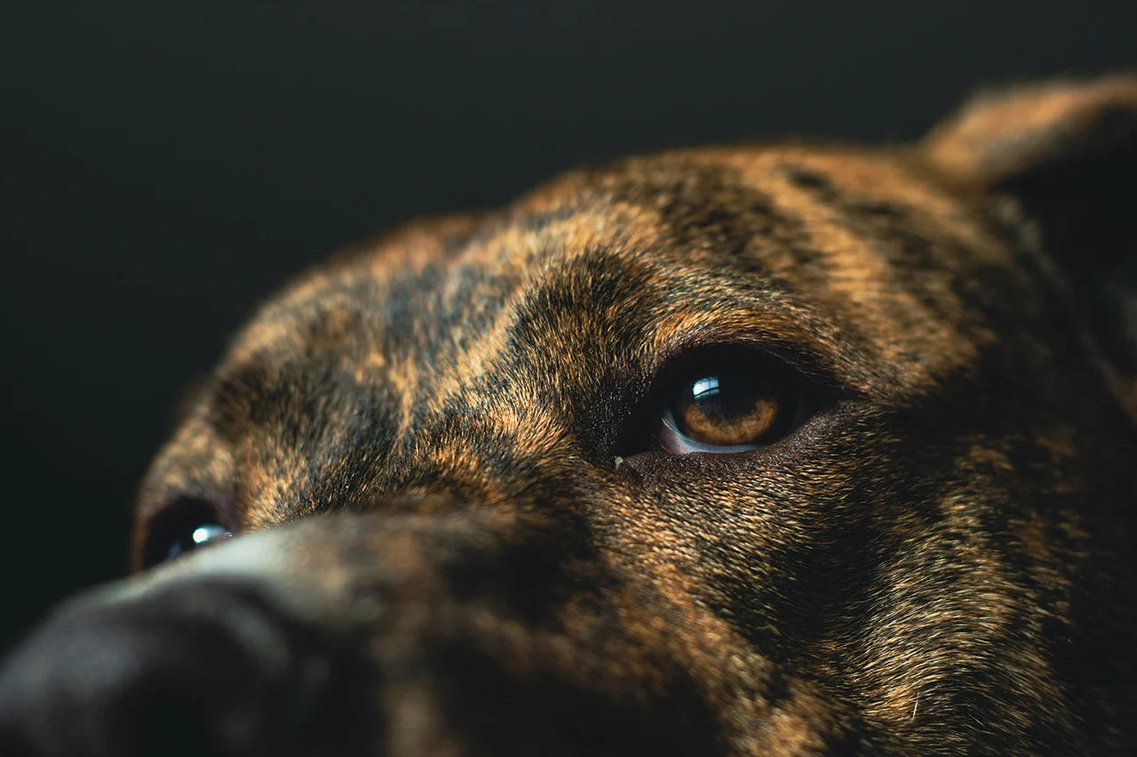 dog eyes