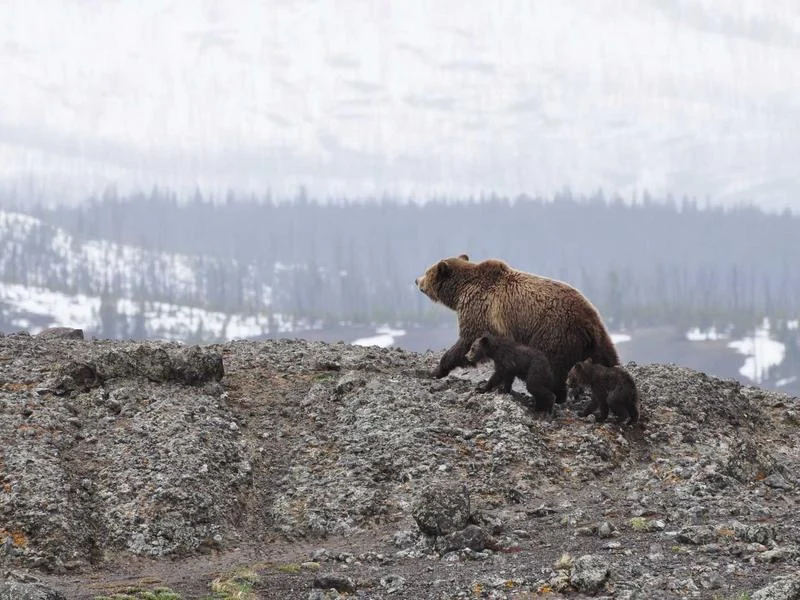bear in landscape
